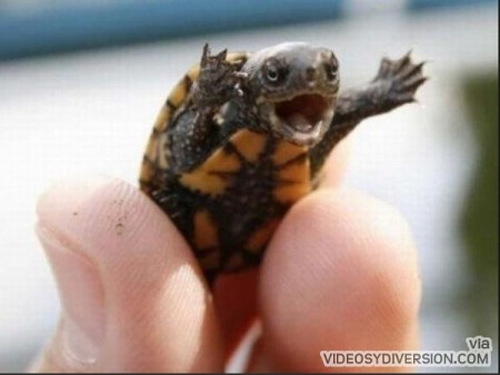Tortuga